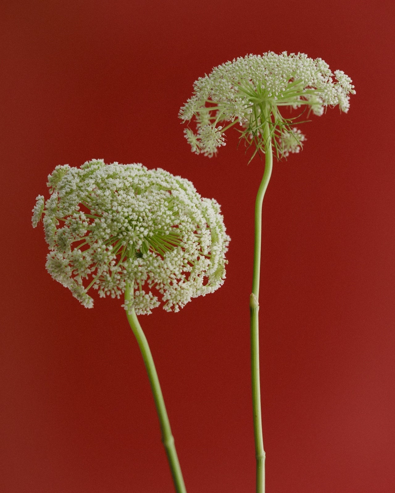 The science of Spring Flings