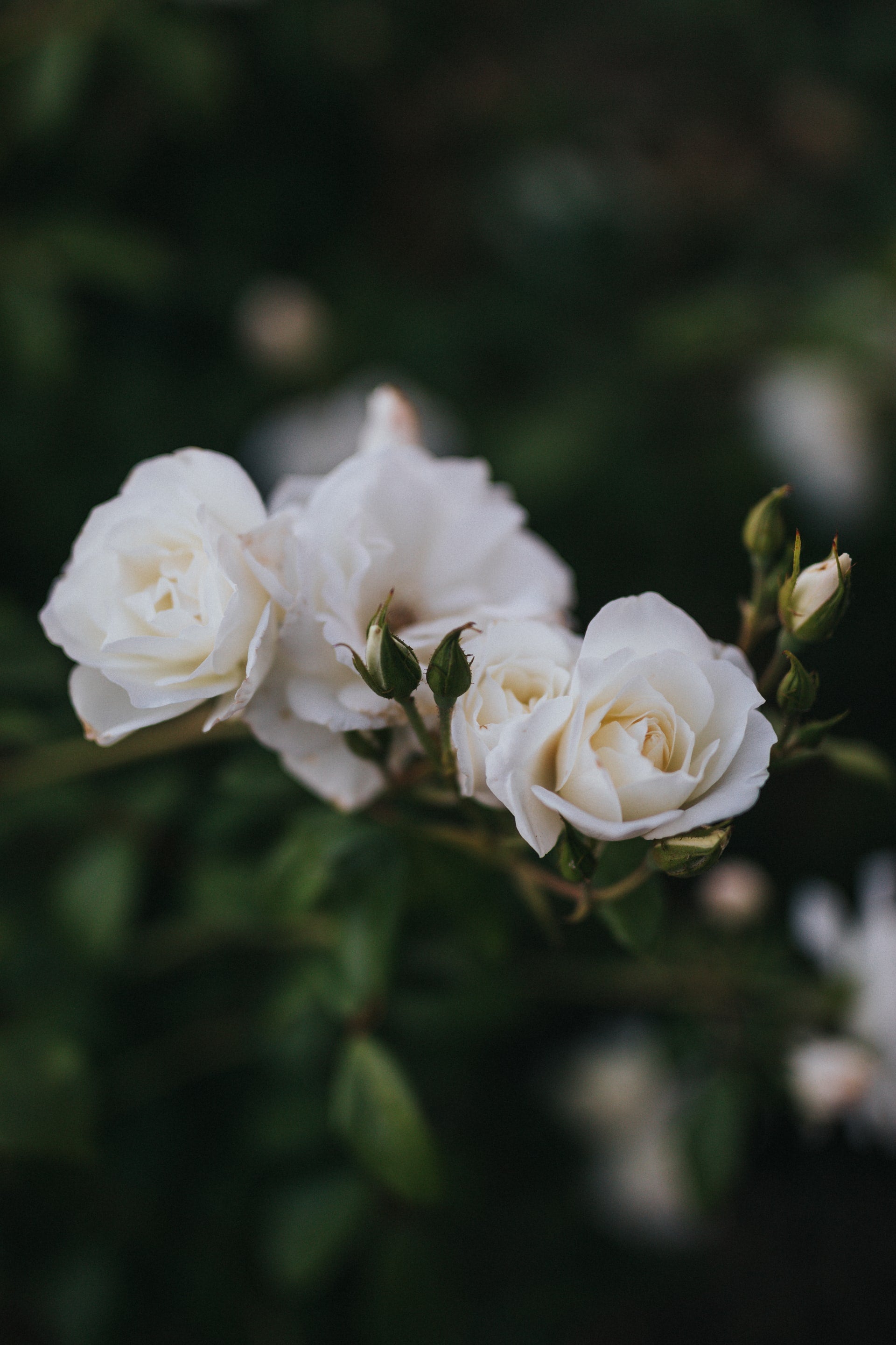 The psychology of May-December Romances.