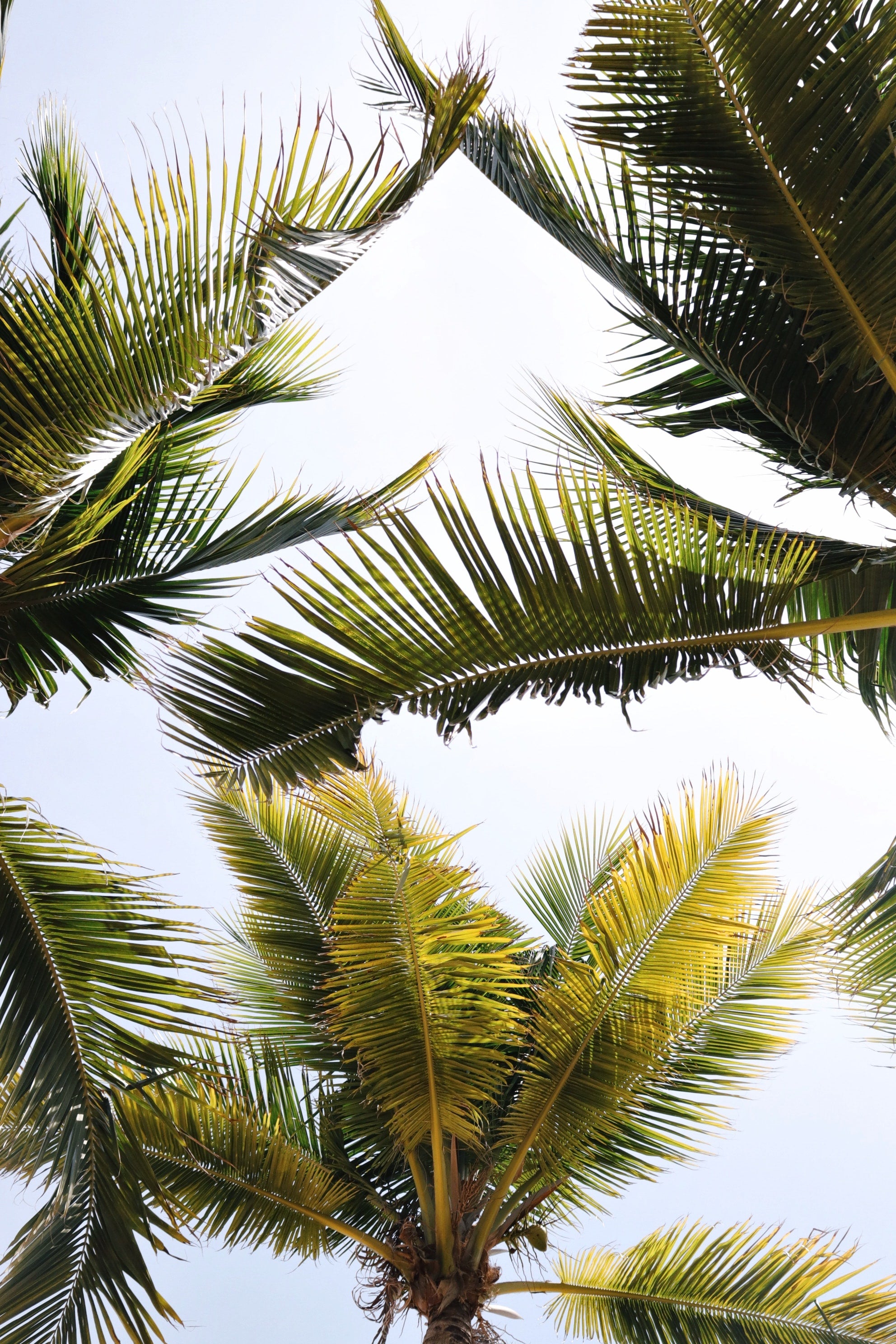 Where does the term “honeymoon” come from?