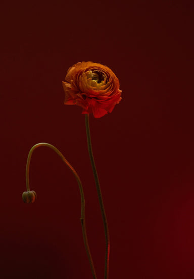 A Brief History Of Exchanging Flowers.