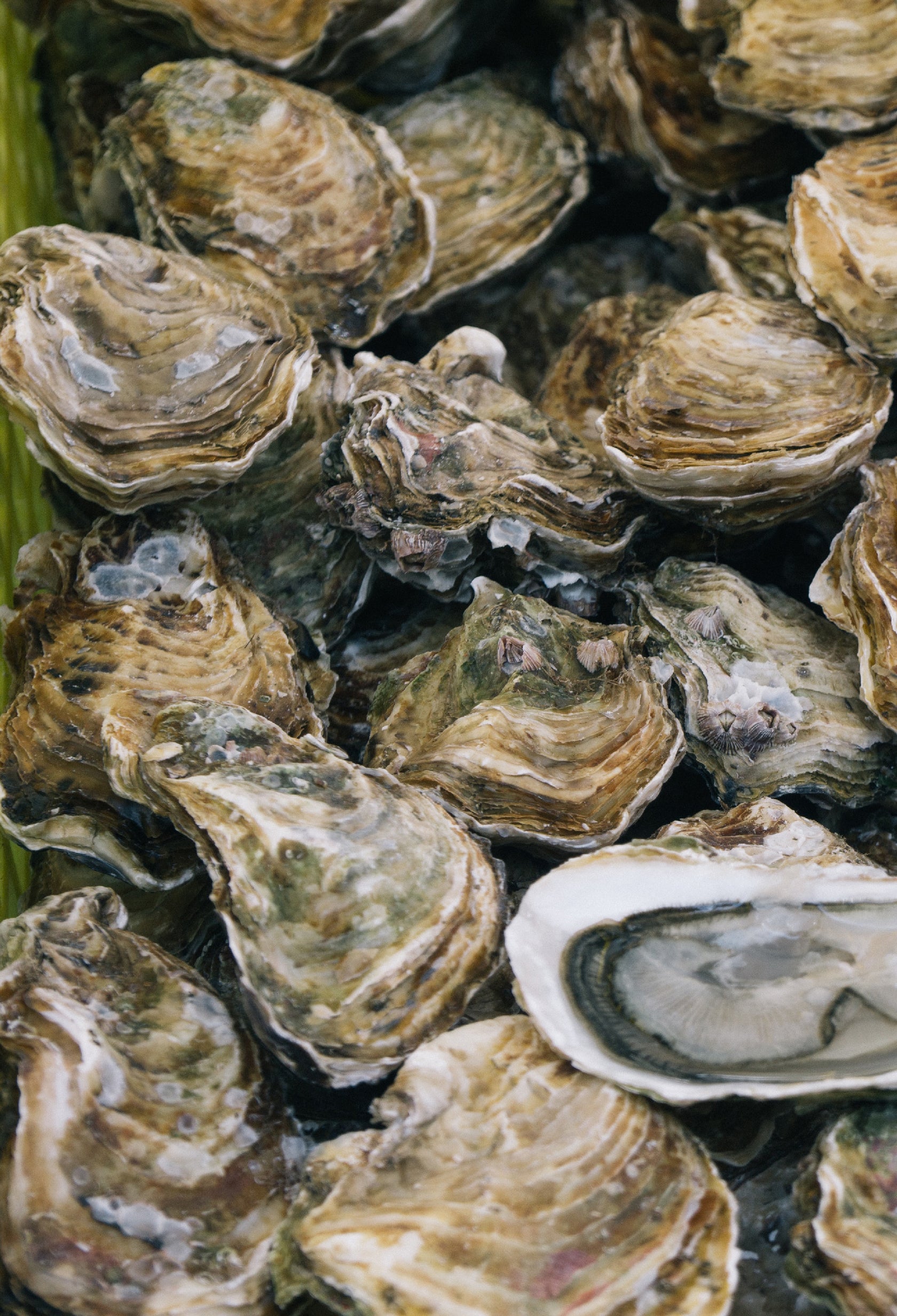 The truth behind oysters’ aphrodisiac properties. maude