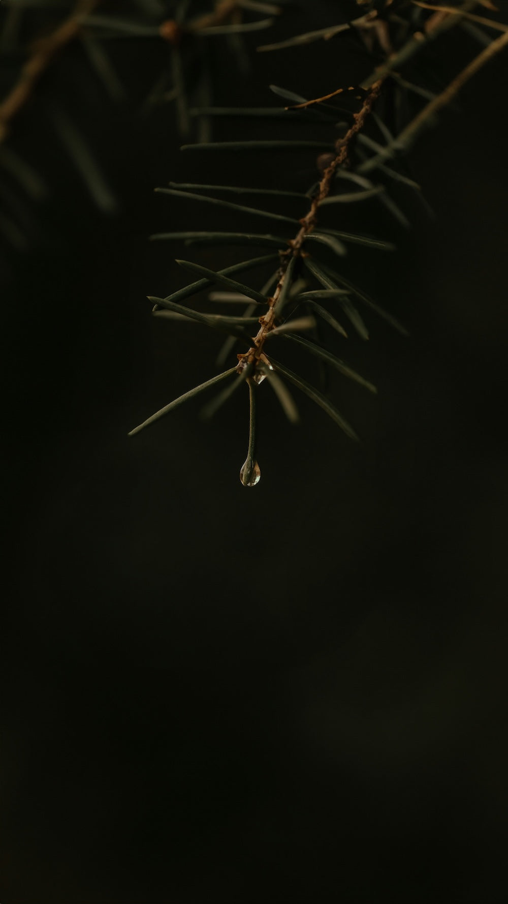 How mistletoe became the plant of festive intimacy.