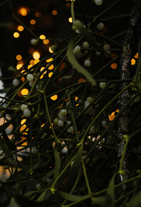 How mistletoe became the plant of festive intimacy.